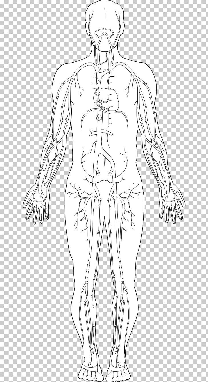 Share 73+ human body sketch diagram latest - seven.edu.vn