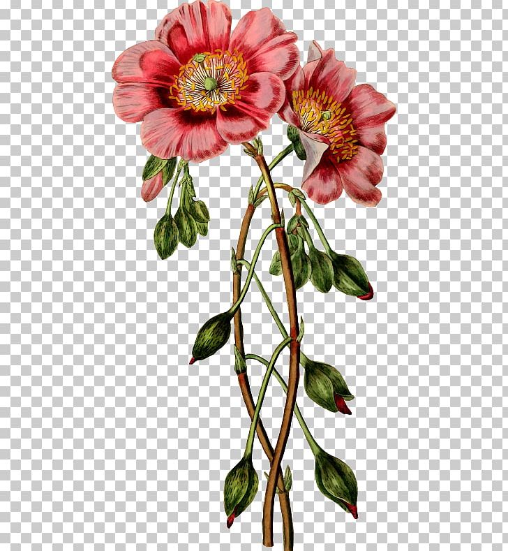 Paper Floral Design Flower Stock.xchng PNG, Clipart, Alstroemeriaceae, Annual Plant, Chrysanths, Cut Flowers, Drawing Free PNG Download