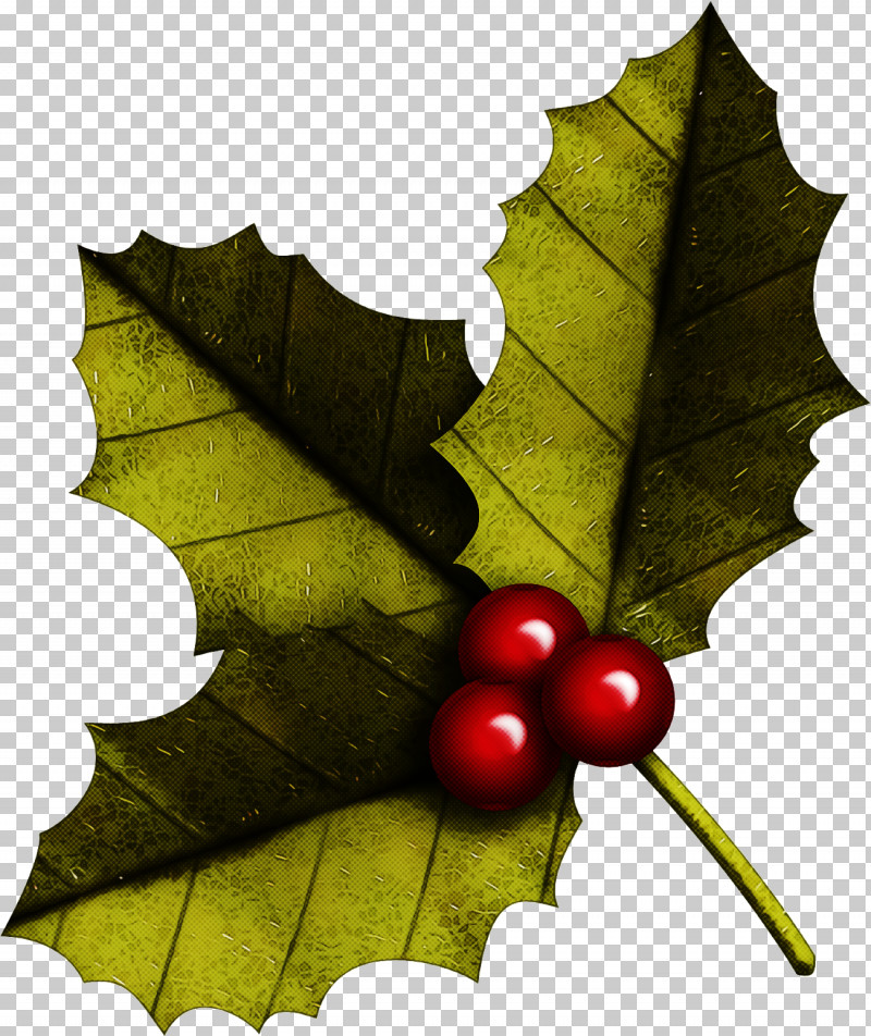 Christmas Holly Ilex Holly PNG, Clipart, American Holly, Black Maple, Christmas, Christmas Holly, Flower Free PNG Download