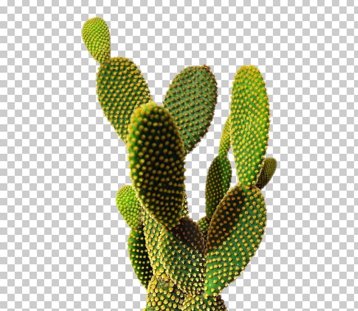 Cactaceae Desktop Printing PNG, Clipart, Barbary Fig, Cactaceae, Cactus, Cactus Flower, Caryophyllales Free PNG Download