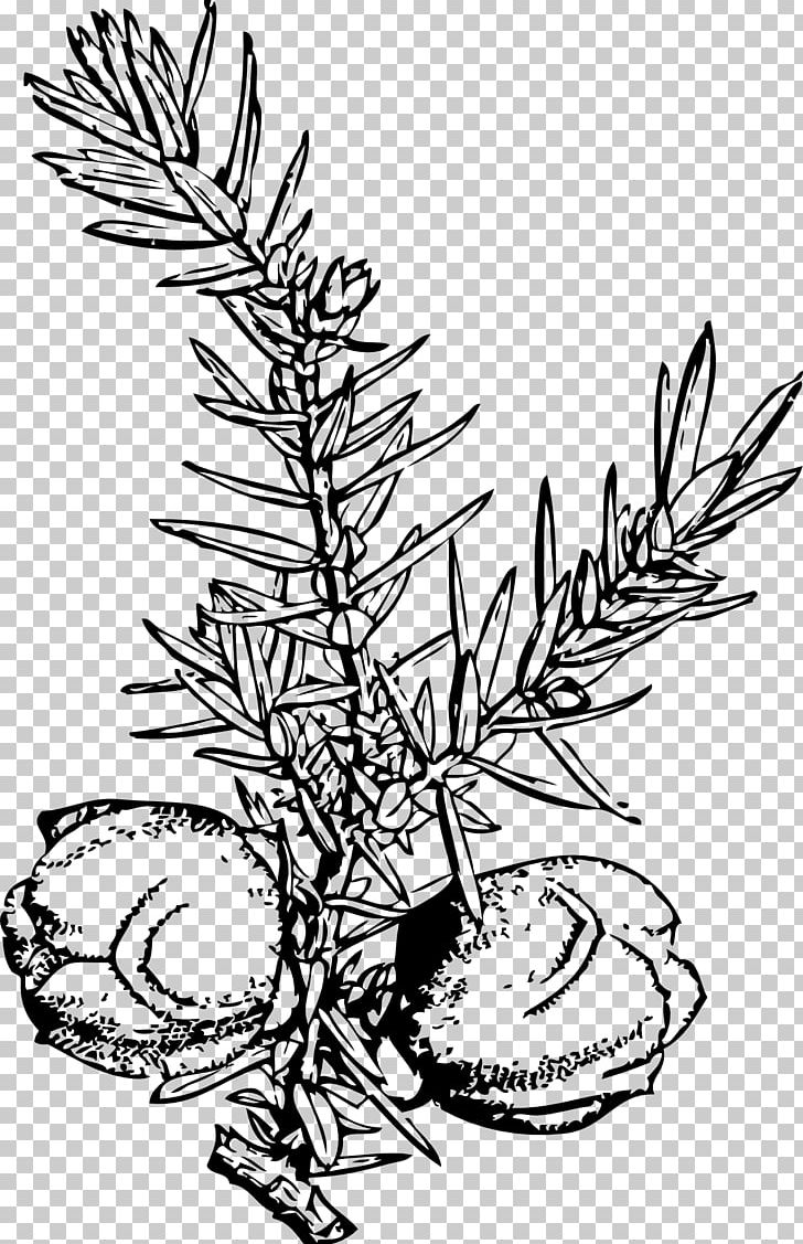 Juniper Berry Drawing Common Juniper Juniperus Virginiana PNG, Clipart, Artwork, Berry, Black And White, Blueberry, Branch Free PNG Download