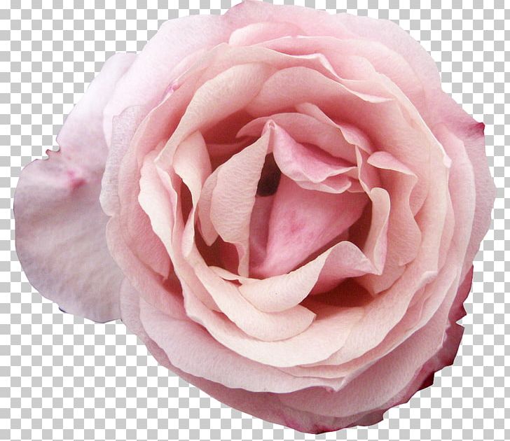 Floribunda Others Flower PNG, Clipart, Centifolia Roses, Closeup, Cut Flowers, Floribunda, Flower Free PNG Download
