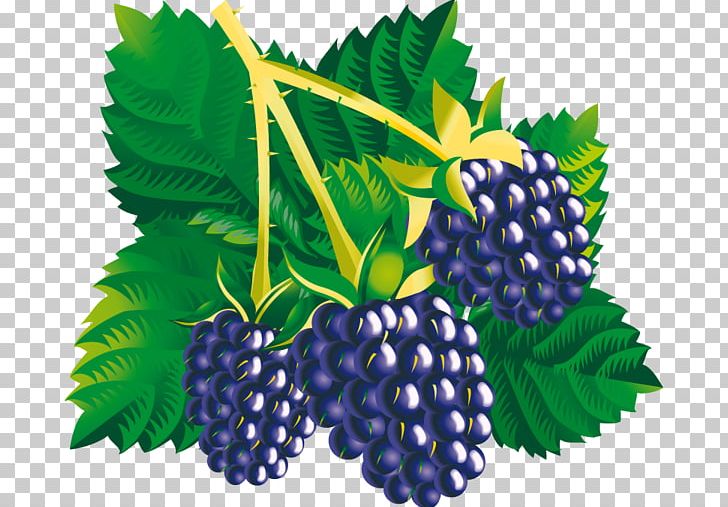 Mulberry Amora Blackberry PNG, Clipart, Amora, Berry, Bilberry, Blackberry, Blackberry Fruit Free PNG Download