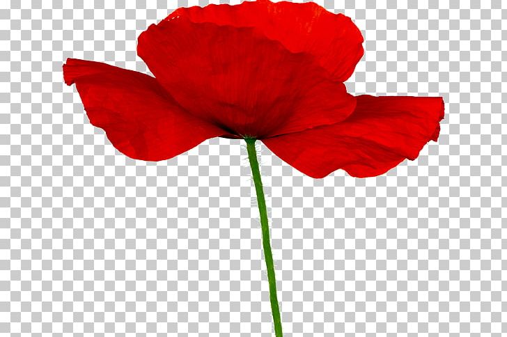 Remembrance Poppy PNG, Clipart, Coquelicot, Cut Flowers, Flower, Flowering Plant, Garden Roses Free PNG Download