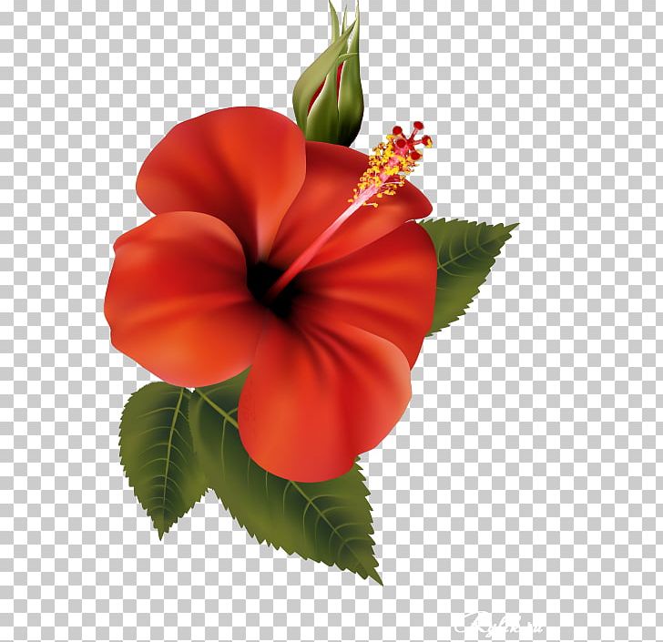 Shoeblackplant Flower PNG, Clipart, Annual Plant, China Rose, Chinese Hibiscus, Cut Flowers, Desktop Wallpaper Free PNG Download