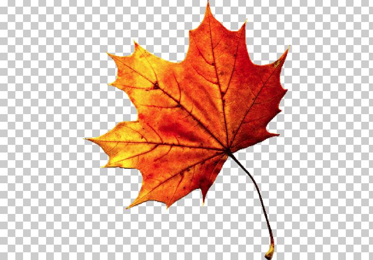 Autumn Leaf Color PNG, Clipart, Autumn, Autumn Leaf Color, Autumn Leaves, Color, Fall Free PNG Download