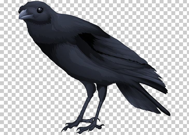 Common Blackbird PNG, Clipart, American Crow, Animals, Beak, Bird, Blackbird Free PNG Download