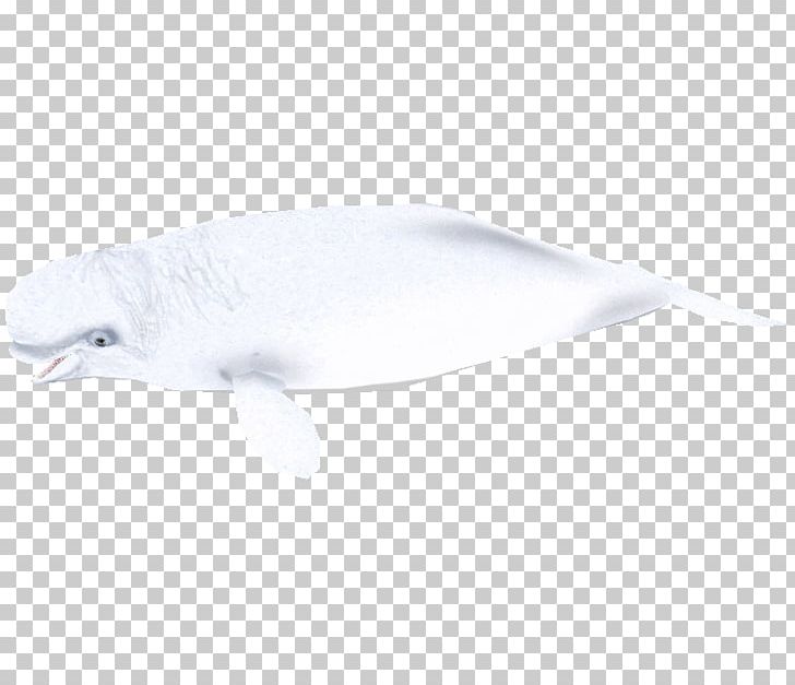 Dolphin Feather Beak Fish PNG, Clipart, Beak, Beluga Whale, Dolphin, Feather, Fish Free PNG Download