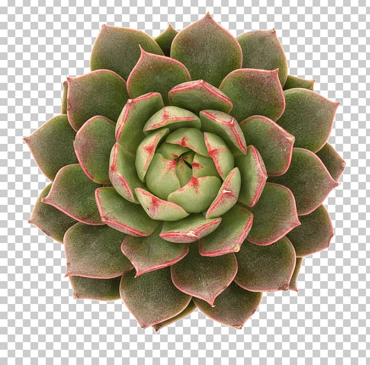 Echeveria Succulent Plant Cactaceae Houseleek PNG, Clipart, Agave, Cactaceae, Cactus Garden, Echeveria, Flower Free PNG Download