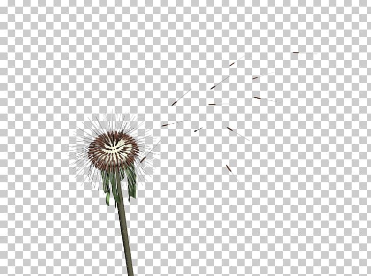 Flower Petal Plant Stem Desktop Close-up PNG, Clipart, Close Up, Closeup, Computer, Computer Wallpaper, Dandelion Free PNG Download