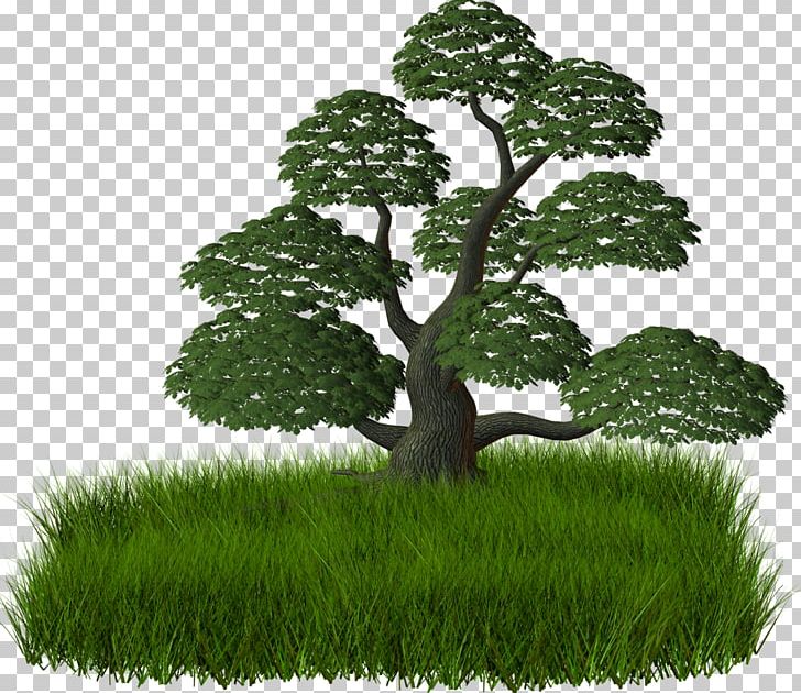 Shrub Treelet PNG, Clipart, Albom, Blog, Branch, Graphic Design, Grass Free PNG Download
