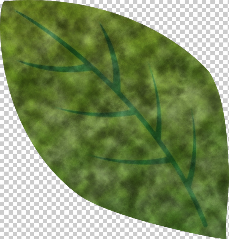Leaf PNG, Clipart, Fern, Grass, Green, Leaf, Plant Free PNG Download