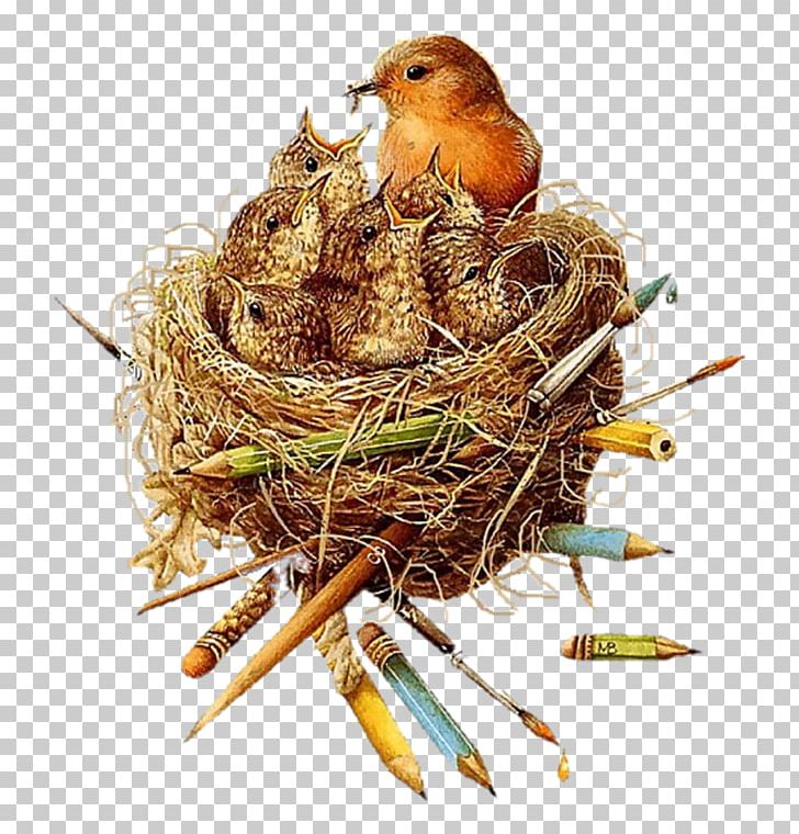 Bird Nest PNG, Clipart, Animals, Beak, Bird, Bird Nest, Desktop Wallpaper Free PNG Download