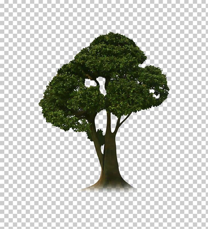 Tree PicsArt Photo Studio Woody Plant PNG, Clipart, Blog, Digital Media, Flowerpot, Grass, Houseplant Free PNG Download