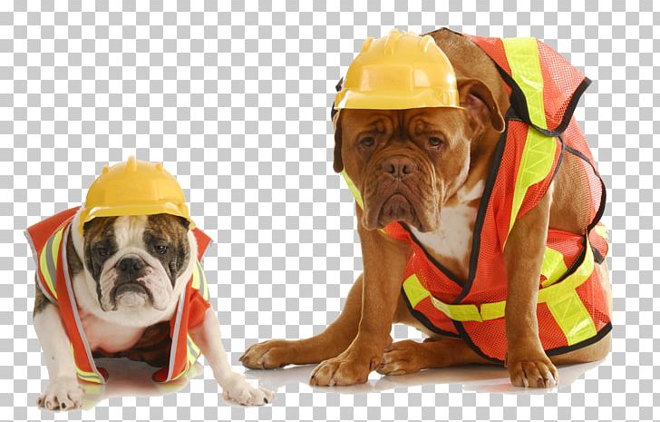 Bulldog Safety Stock Photography PNG, Clipart, Animals, Architectural Engineering, Carnivoran, Construction Worker, Dog Free PNG Download