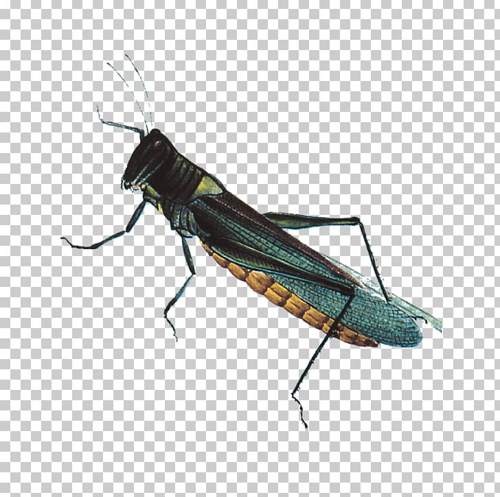 Insect Grasshopper U4e94u9b3cu7528u4e8b Euclidean PNG, Clipart, Abstract Pattern, Animals, Arthropod, Blue, Caelifera Free PNG Download
