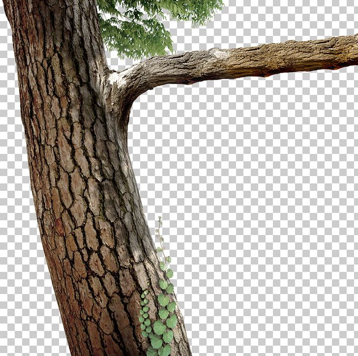Tree Branch Twig PNG, Clipart, Arecaceae, Branch, Branches, Decorative Patterns, Desktop Wallpaper Free PNG Download