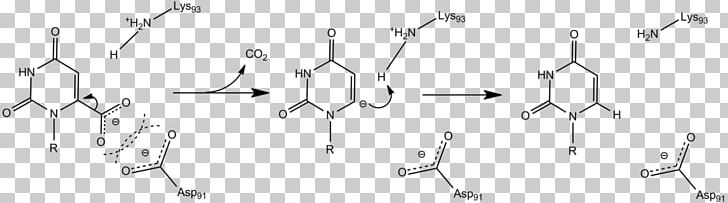 Carbanion Orotidine 5'-phosphate Decarboxylase Decarboxylation Orotidine 5'-monophosphate Lysine PNG, Clipart,  Free PNG Download