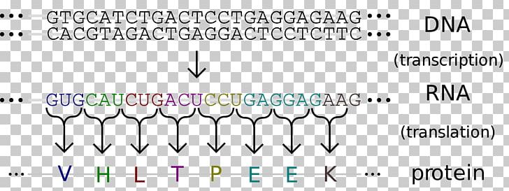 DNA RNA Genetics Nucleic Acid Sequence Sequencing PNG, Clipart, Amino Acid, Angle, Area, Blue, Brand Free PNG Download