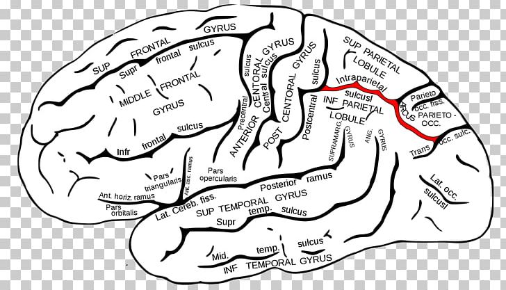 Intraparietal Sulcus Parietal Lobe Central Sulcus Frontal Lobe PNG, Clipart, Area, Black And White, Brain, Central Sulcus, Drawing Free PNG Download
