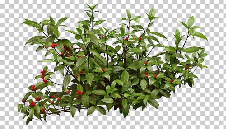 Shrub Portable Network Graphics Arbustos Con Flores Adobe Photoshop PNG, Clipart, Acalypha Hispida, Birds Eye Chili, Branch, Download, Evergreen Free PNG Download