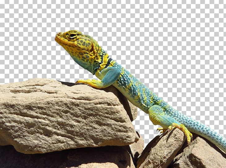 Arches National Park Moab Hovenweep National Monument Common Collared Lizard PNG, Clipart, Agama, Agamidae, Animals, Arches National Park, Crotaphytus Free PNG Download