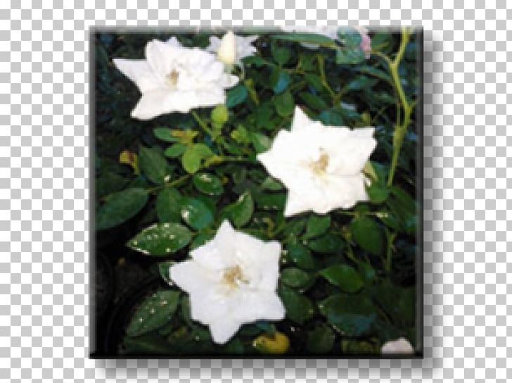 Rose Rock Garden Shrub Armeria Maritima PNG, Clipart, Annual Plant, Datura, Fence, Floribunda, Flower Free PNG Download