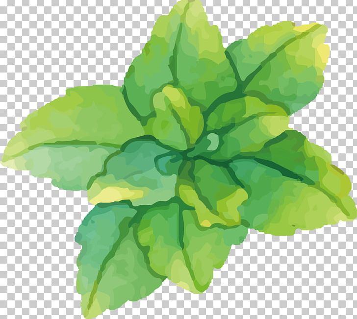 Watercolor Painting Green Mint PNG, Clipart, Annual Plant, Color, Euclid, Green Mint, Green Tea Free PNG Download