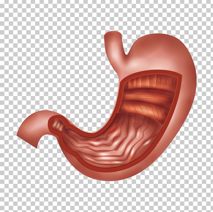 Organ Stomach Abdomen Biology Human Digestive System PNG, Clipart, Abdomen, Abdominal Cavity, Anatomy, Biology, Digestion Free PNG Download