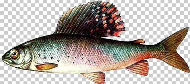 Salmon Arctic Grayling Milkfish Perch PNG, Clipart, Animals, Arctic Grayling, Atlantic Bonito, Atlantic Salmon, Bony Fish Free PNG Download