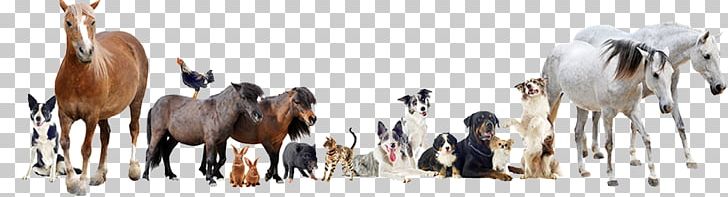 Veterinarian Dog Cat Horse Pet PNG, Clipart, Animal, Animals, Animal Shelter, Animal Welfare, Cat Free PNG Download