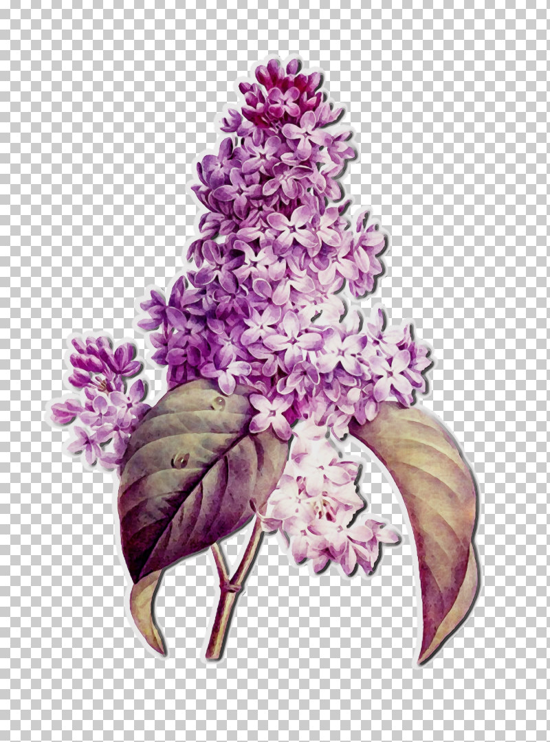Lilac Flower Lilac Plant Purple PNG, Clipart, Buddleia, Cut Flowers, Flower, Lilac, Paint Free PNG Download