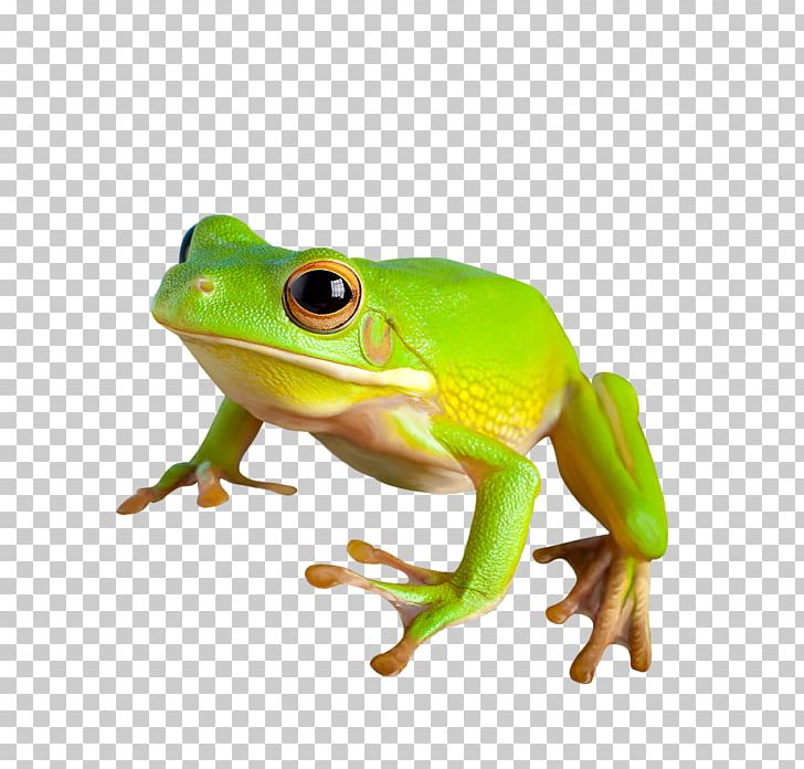American Bullfrog True Frog Toad PNG, Clipart, American Bullfrog, Amphibian, Animals, Bullfrog, Computer Icons Free PNG Download