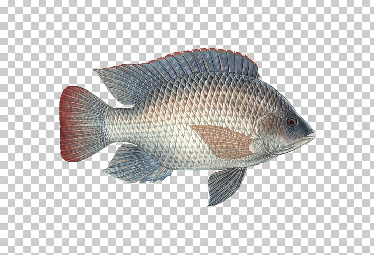 Nile Tilapia Fish Seafood Watch Sardine PNG, Clipart, Barramundi, Bass, Bony Fish, Cod, Common Rudd Free PNG Download