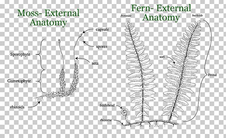 Plants Reptile Plant Anatomy Organ PNG, Clipart, Anatomy, Angle, Area, Diagram, Fern Free PNG Download
