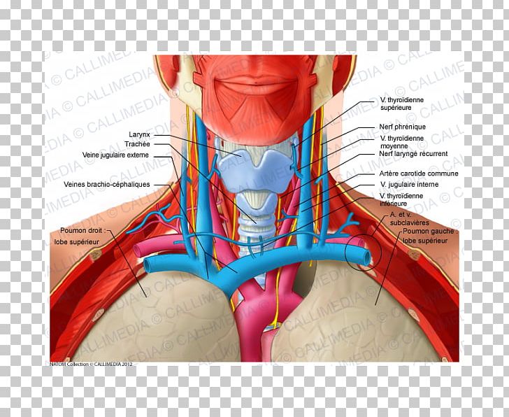 Shoulder Head And Neck Anatomy Human Anatomy PNG, Clipart, Abdomen, Anatomy, Anterior Triangle Of The Neck, Blood Vessel, Ear Free PNG Download