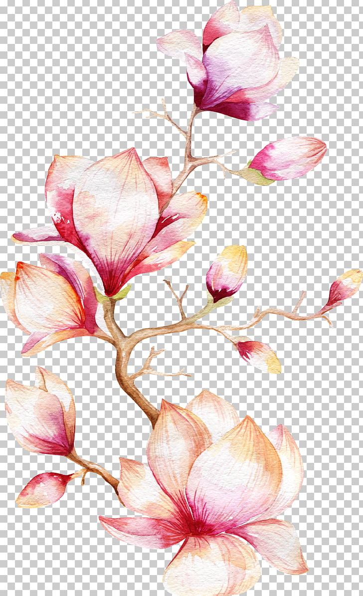 Watercolor Painting Magnolia Flower PNG, Clipart, Branch, Cartoon, Design, Drawing, Floral Design Free PNG Download