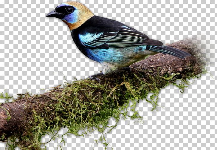 Finches Bird Rancho Naturalista Tanager Accommodation PNG, Clipart, Accommodation, Animal, Animals, Beak, Bird Free PNG Download