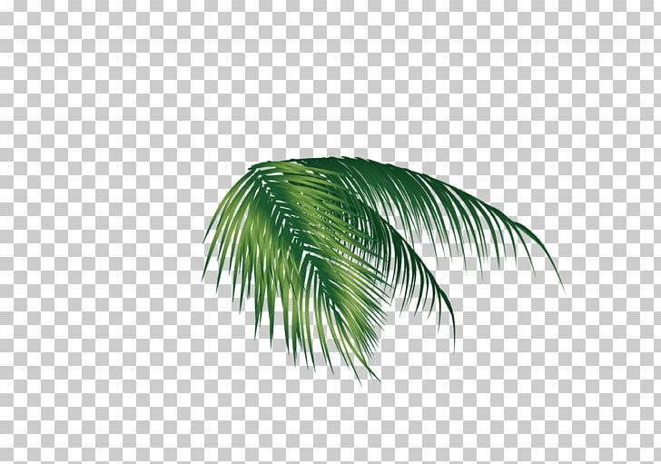 Leaf Coconut Euclidean PNG, Clipart, Arecaceae, Autumn Leaves, Banana Leaf, Banana Leaves, Beach Free PNG Download