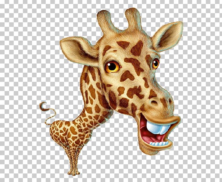 Northern Giraffe Drawing PNG, Clipart, Animation, Blog, Cartoon, Clip Art, Drawing Free PNG Download