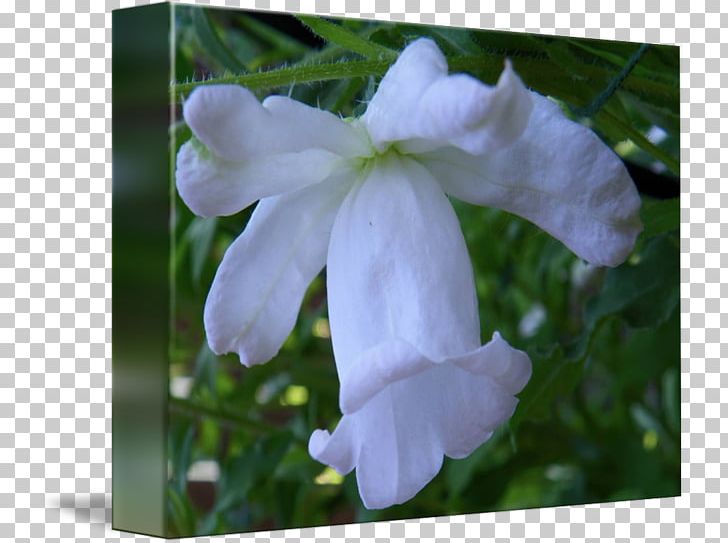 Petal Wildflower Herbaceous Plant PNG, Clipart, Bellflower Family, Campanula, Flora, Flower, Flowering Plant Free PNG Download