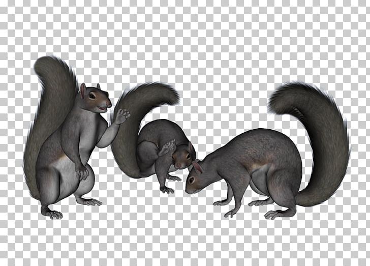 Squirrel Cartoon Carnivora Terrestrial Animal Tail PNG, Clipart, Animal, Animals, Carnivora, Carnivoran, Cartoon Free PNG Download