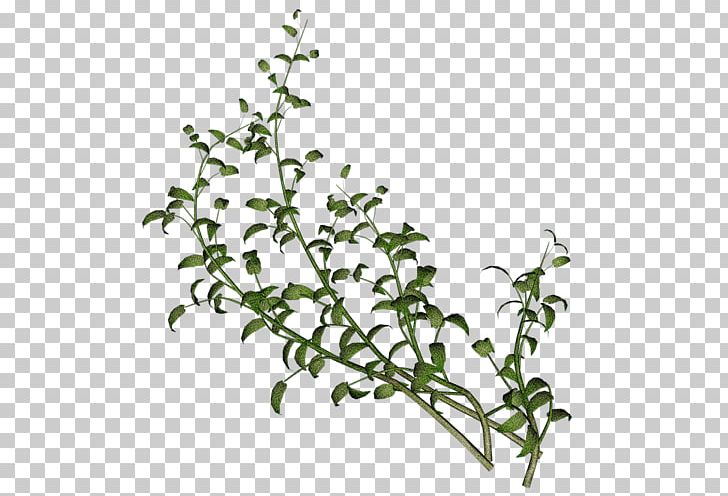 Twigs PNG, Clipart, 3d Computer Graphics, Branch, Flora, Flower, Flowering Plant Free PNG Download