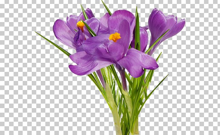 First Spring Flowers Floral Design PNG, Clipart, Computer Icons, Crocus, Cut Flowers, First Spring Flowers, Floral Design Free PNG Download