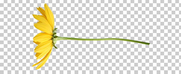 Flower Tulip Petal PNG, Clipart, Cf 2, Cicek Resimleri, Clip Art, Community, Daisy Free PNG Download