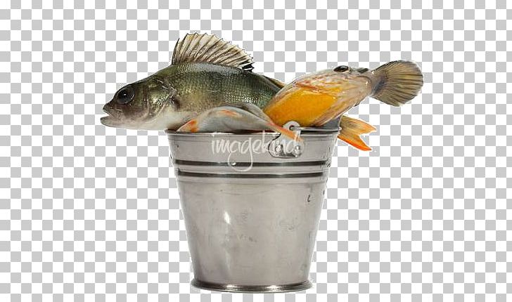 Stock Photography PNG, Clipart, Depositphotos, Fauna, Fish, Istock, Miscellaneous Free PNG Download