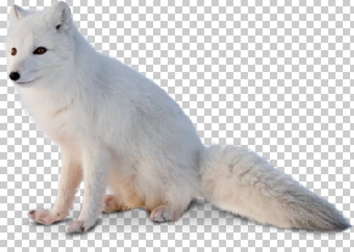 The Arctic Fox Red Fox Alaskan Tundra Wolf PNG, Clipart, Alaskan Tundra Wolf, Animals, Arctic, Arctic Fox, Area Free PNG Download