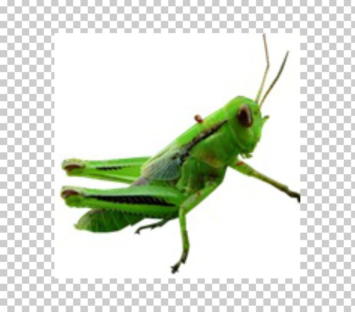 Video PNG, Clipart, Arthropod, Computer Icons, Cricket, Cricket Like Insect, Drawing Free PNG Download