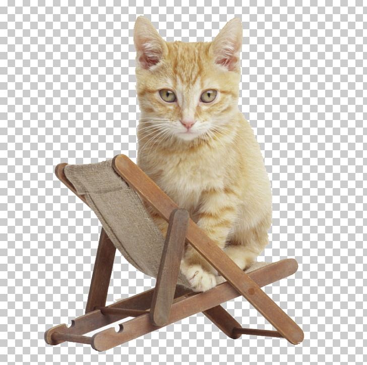Kitten British Shorthair Desktop Pet Sitting Animal PNG, Clipart, Animals, Box, Carnivoran, Cat, Cat Furniture Free PNG Download