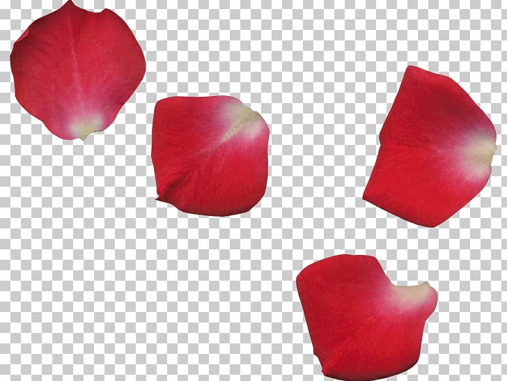 Petal Flower Transparency And Translucency Garden Roses PNG, Clipart, Color, Flower, Garden Roses, Gimp, Information Free PNG Download